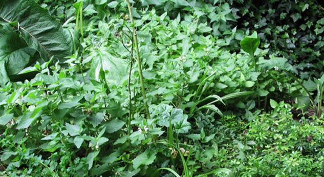 INTORNO AL GIARDINO